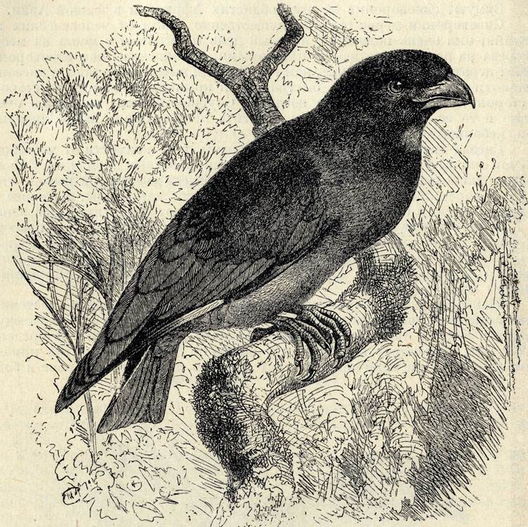   (Eurystomus orientalis); 1/2 . 