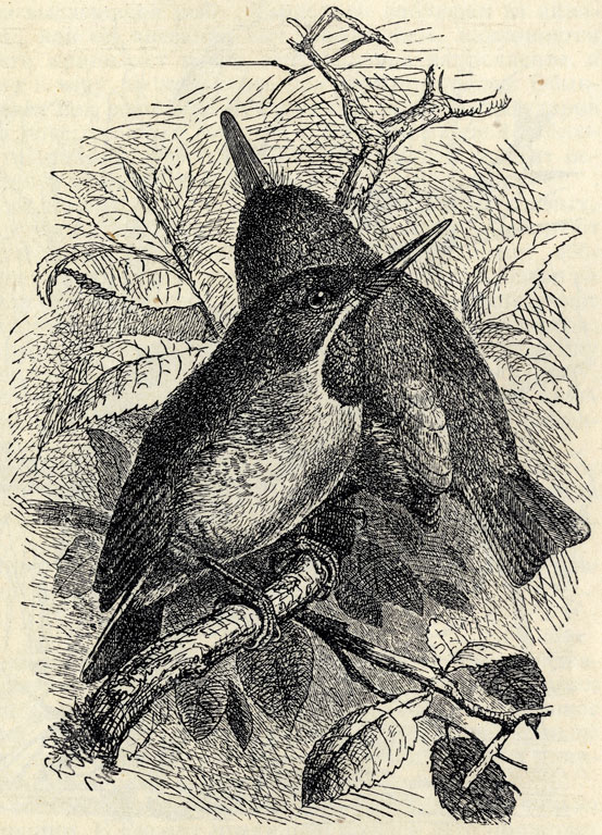  (Todus viridis); . 