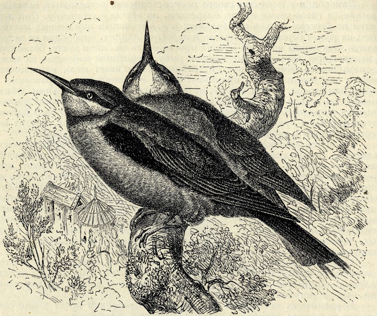   (Merops apiaster); 2/5 . 
