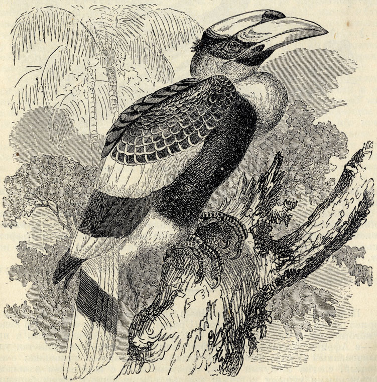   (Diclioceros bicornis); 1/5 . 