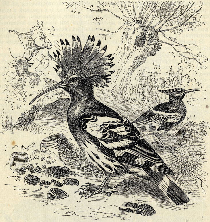   (Upupa epops); 1/2 . 