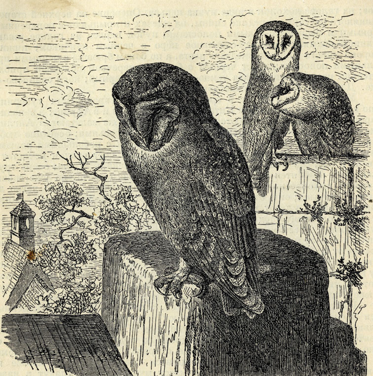   (Strix Flamrnea); 1/3 . 