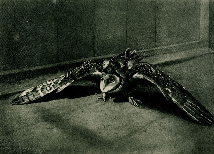   (Strix flammea) 1/7 . .  . P. Dando. 