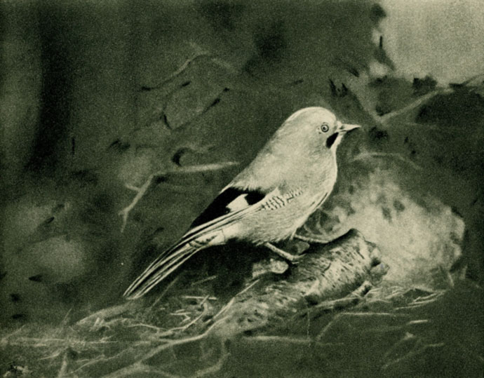  (Oarrulus glandarius) 1/3 . .  . .  (. )