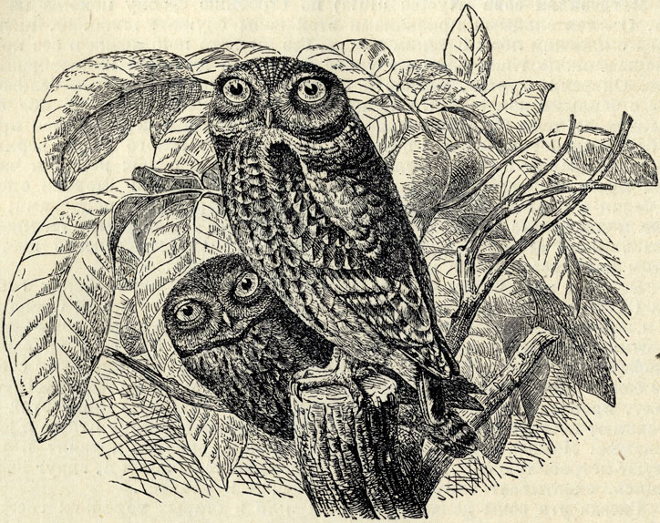   (Carine noctua) 2/5 . 