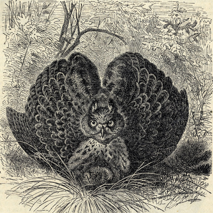 - (Bubo ignavus); 1/4 . 