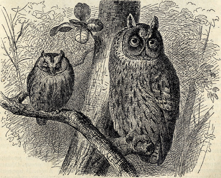   (Asio otus); 1/4 . 