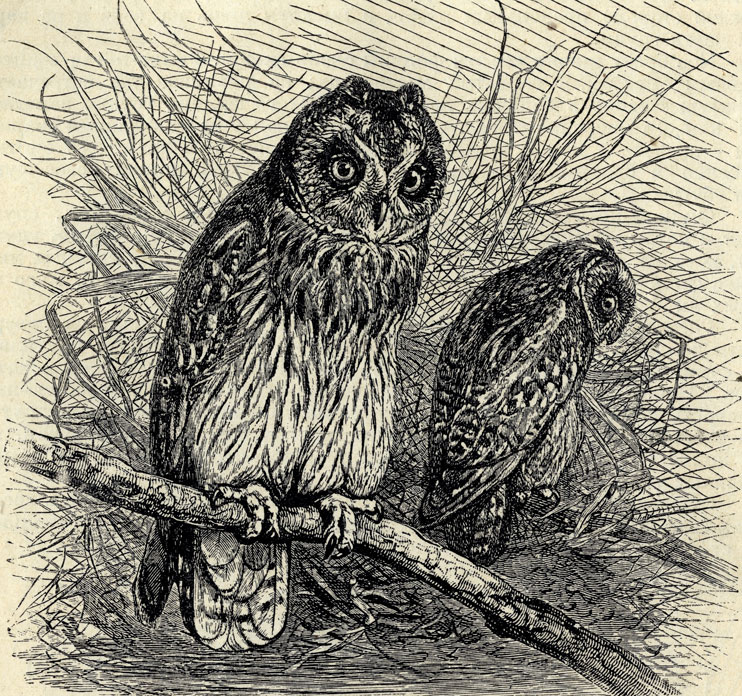   (Asio accipitrinus); 1/3 . 