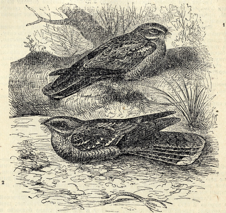 1.   (Caprimulgus europaeus). 2.   (Gaprimulgus ruficollis); 2/5 . 