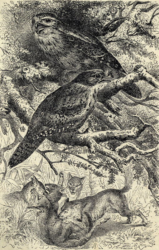   (Podargus strigoides)