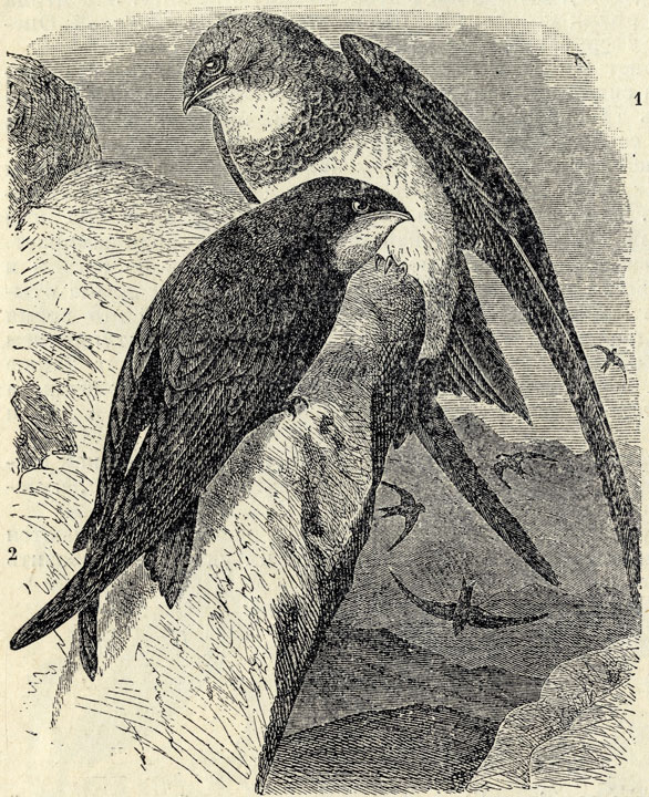 1.   (Cypselus melba). 2.   (Cypselus apus); 1/2 . 