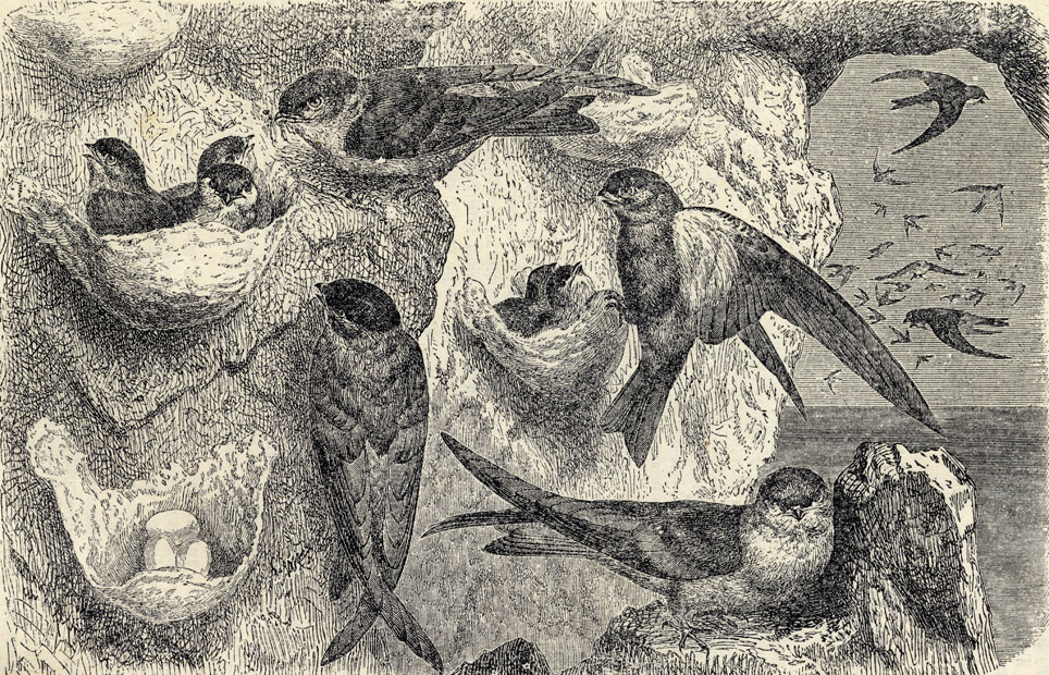  (Collocalia nidifica)