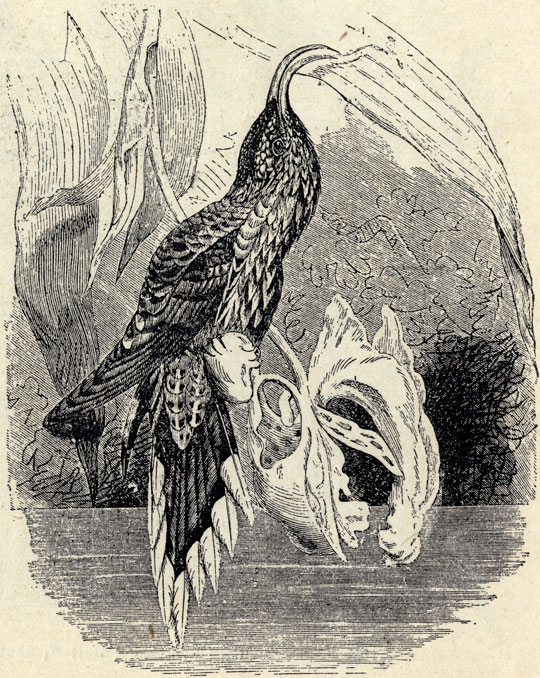   (Eutoxeres aquila); 4/5 . 