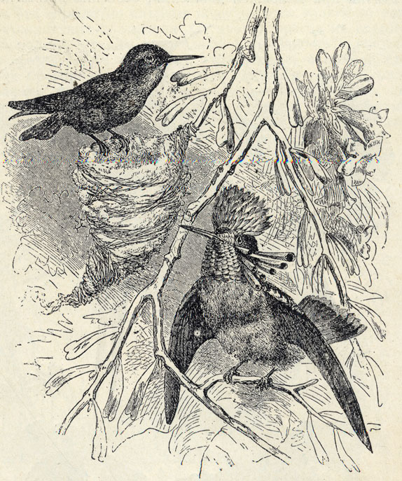   (Lophornis ornatus); . 