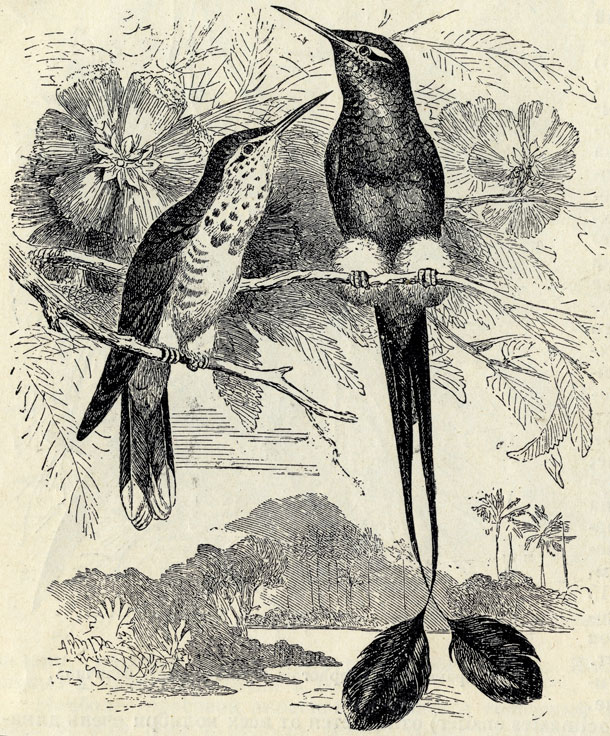   (Steganurus underwood!); 2/3 . 