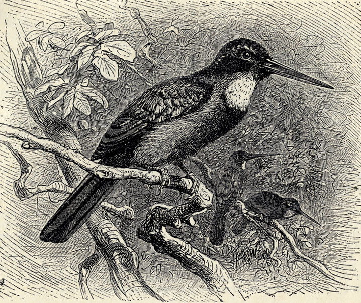  (Galbula viridis); 2/3 . 
