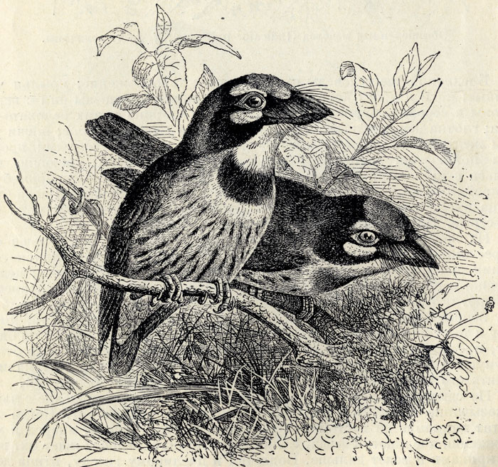   (Megalaema flavigula); 3/3 . 