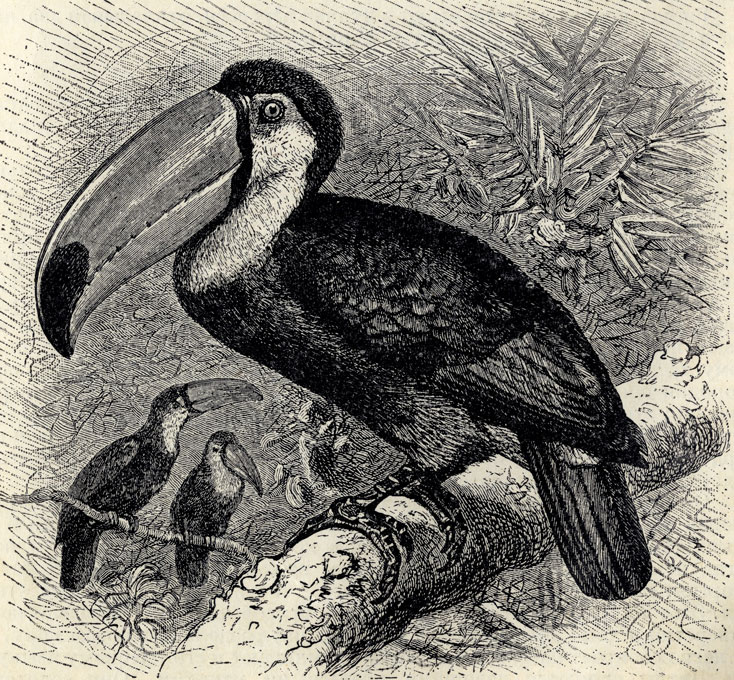  (Rhamphastos magnirostris); 1/3 . 