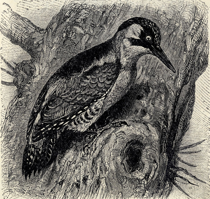    (Picus viridis); 2/5 . 