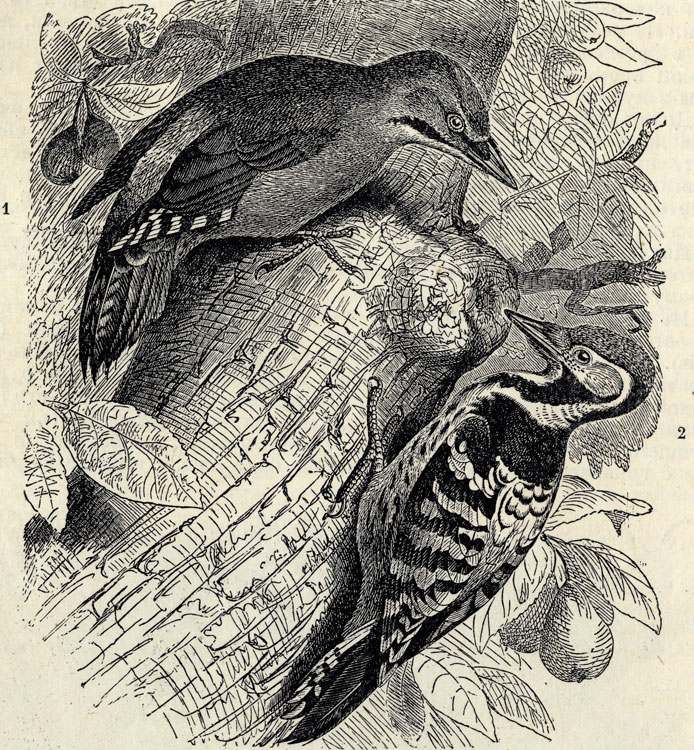   (Picus viridicanus). 2.   (Dendrocopus leuconotus); 2/5 . 