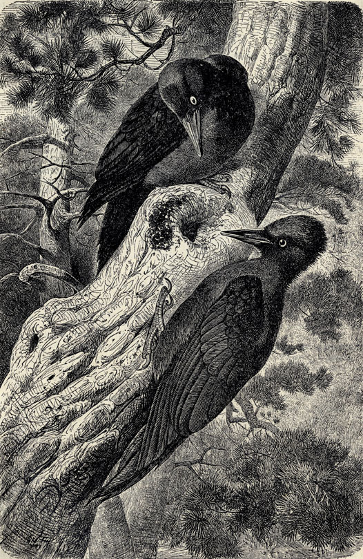     (Dryocopus martius)