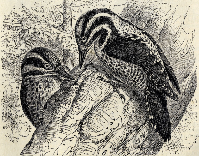   (Picoides tridactylus); 1/2 . 