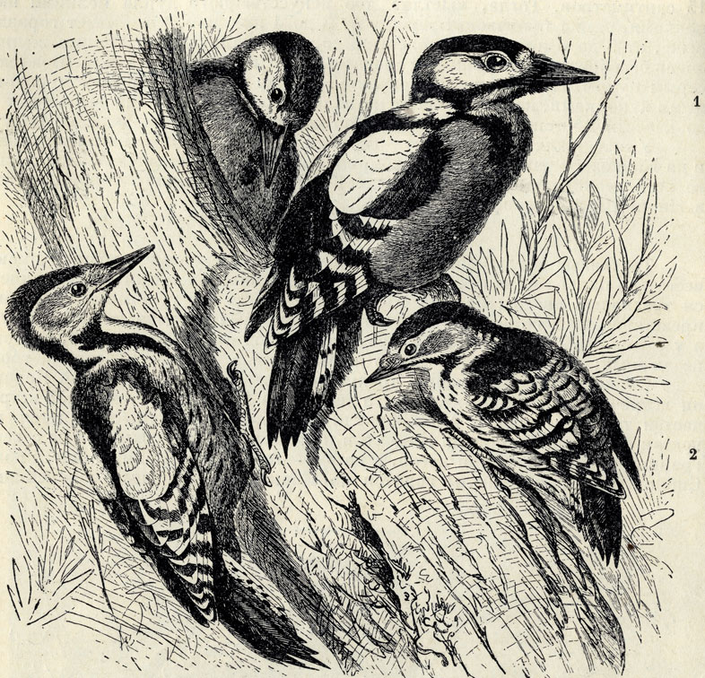 1.    (Dendrocopus major). 2.    (Dendrocopus minor); 1/2 . 