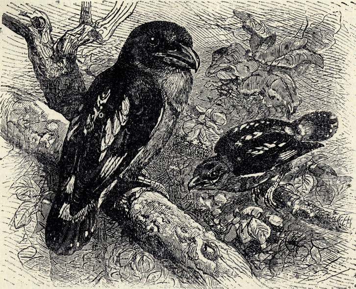   (Eurylaemus javanicus); 1/2 . 