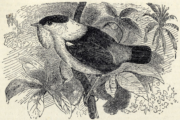  (Pipra manacus); 5/6 . 
