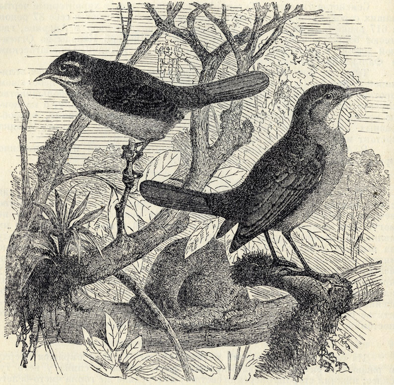  (Furnarius rufus); 1/2 . 
