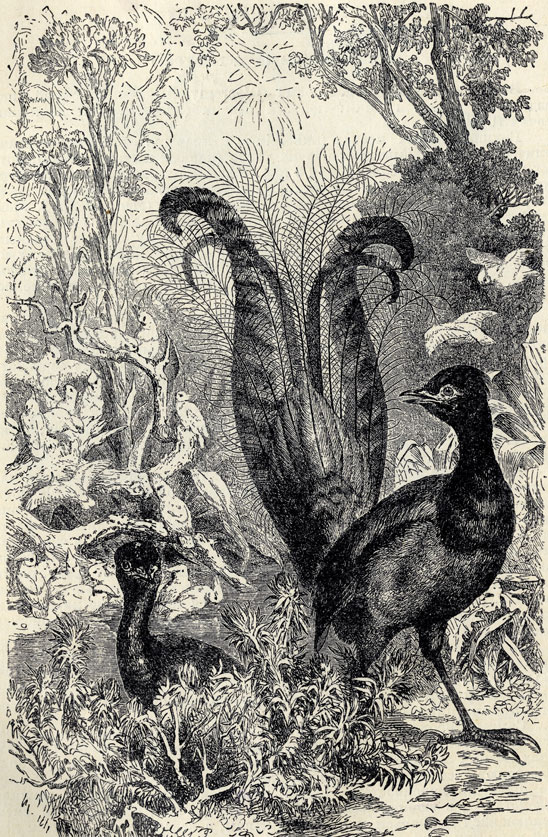  (Menura superba)