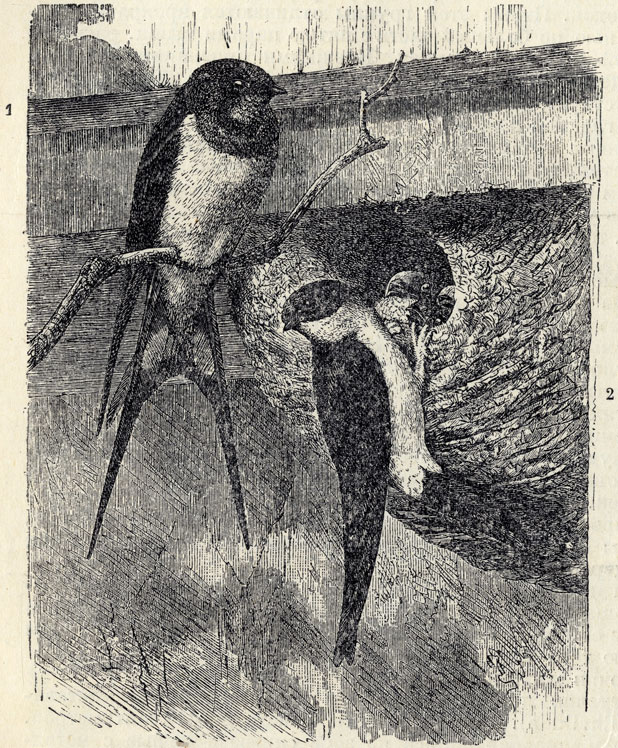 1.   (Chelidon rustica). 2.   (Hirundo urbica); 1/2 . 
