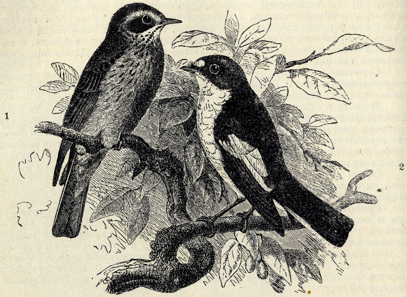 1.   (Muscicapa grisola). 2.  (Muscicapa atricapilla); 2/3 . 