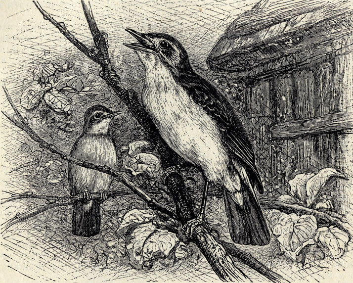 - (Hypolais phitomela); 2/3 . 