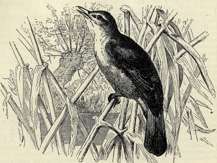   (Acrocephalus arundinaceus); 1/2 . 