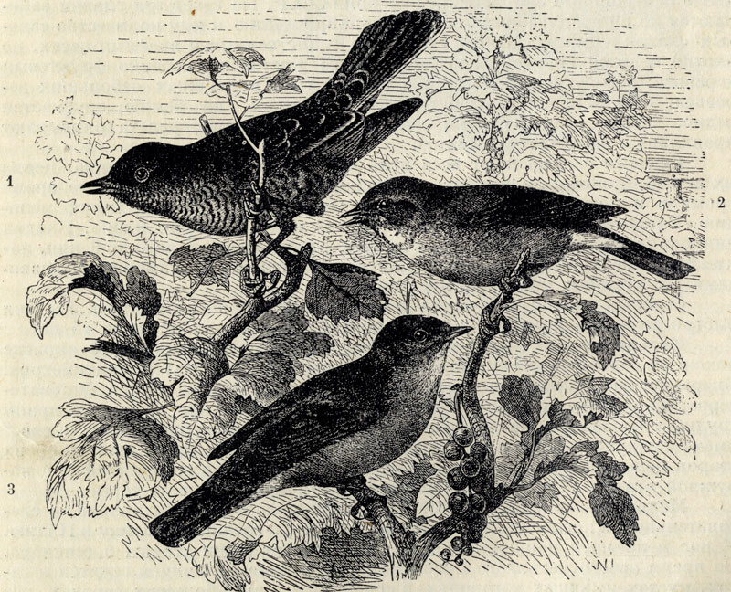 1.  (Sylvia nisoria). 2.   (Sylvia hortensis). 3.  (Sylvia atricapilla); 1/2 . 