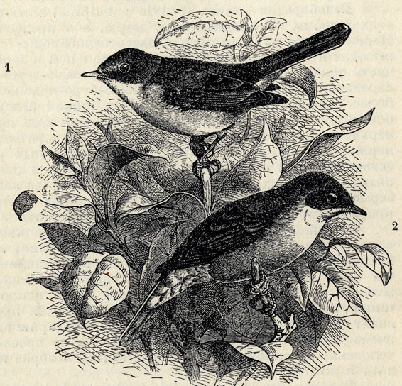  (Sylvia curruca). 2.  (Sulvia rufa); 2/3 . 