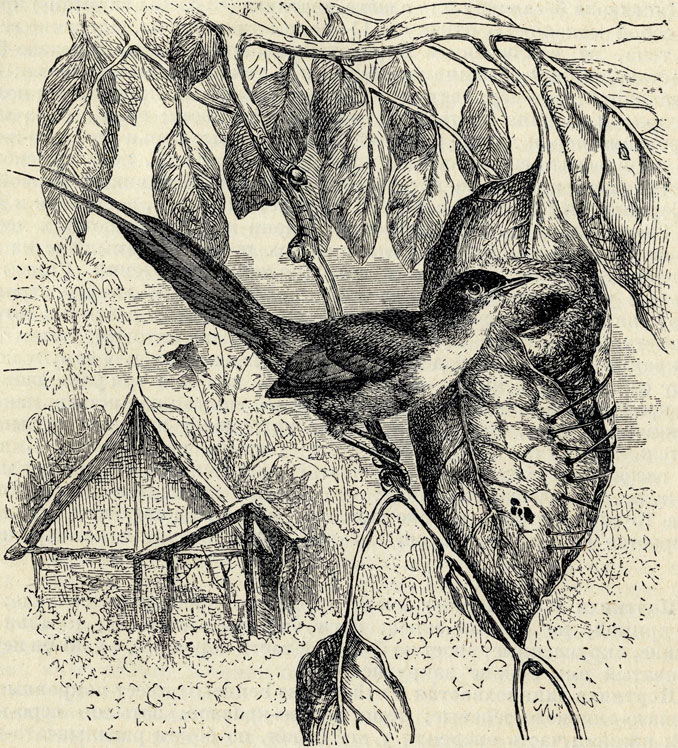   (Orthotomus bennetii); 2/3 . 
