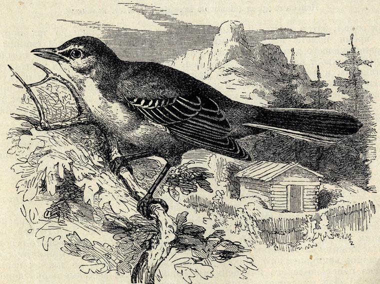   (Mimus polyglottos); 1/3 . 