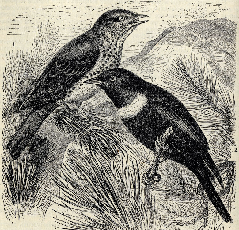 1.   (Turdus musicus). 2.   (Turdus torquatus); 1/2 . .