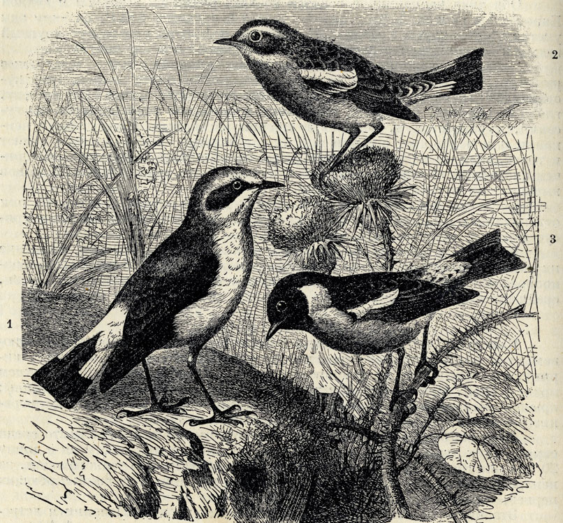 1.   (Saxicola oenanthe). 2.   (Pratincola ruberta). 3.   (Pratincola rubicola); 1/2 . 