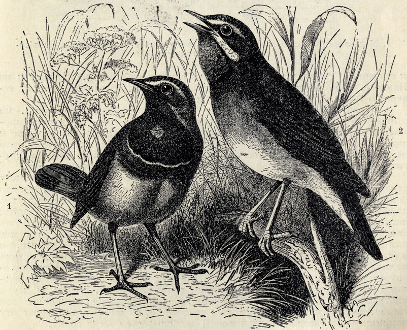   (Erithacus suecicus). 2. - (Erithacus calliope); 2/3 . 
