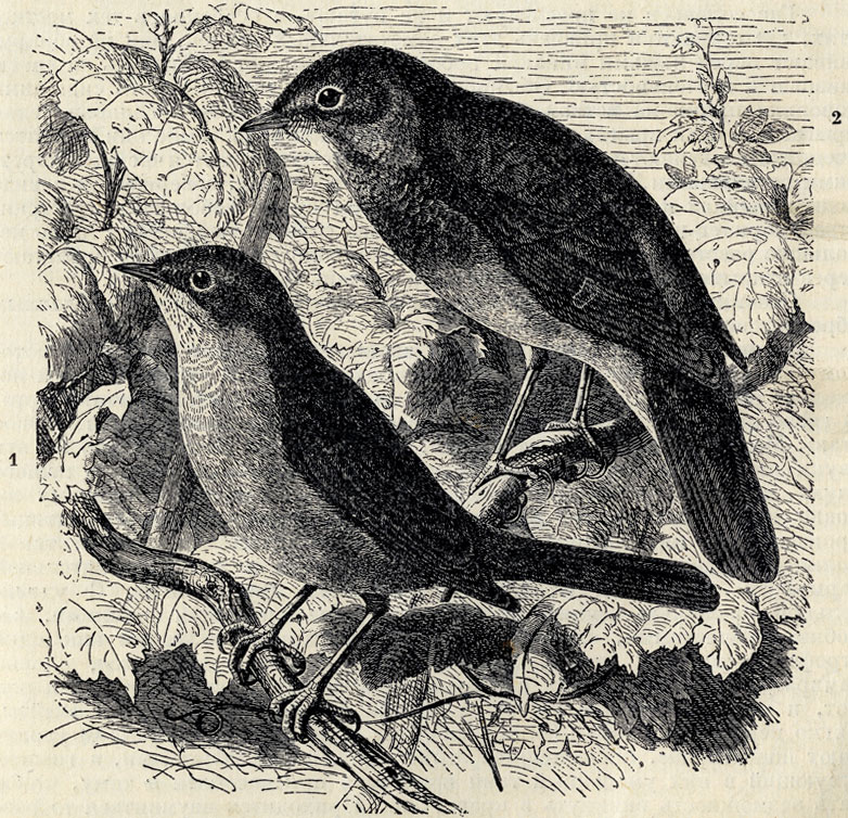 1.   (Erithacus luscinia). 2.   (Erithacus philomela); 2/3 . 