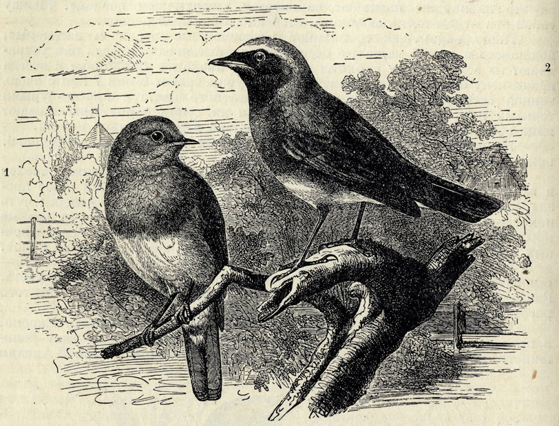 1.  (Erithacus rubeculus). 2.   (Phoenicurus phoenicurus);  