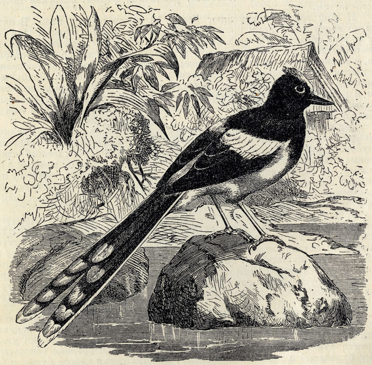  (Enicurus leschenaulti); 2/3 . 