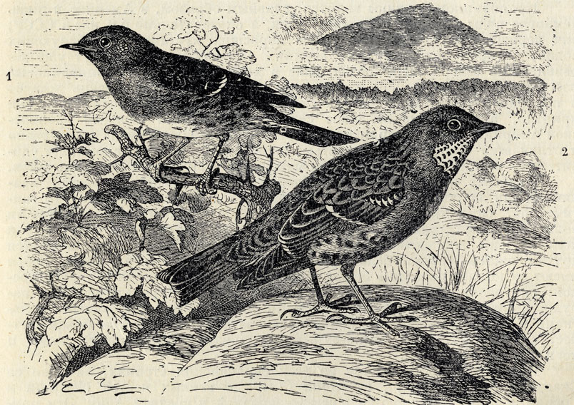 1.   (Prunella modularis). 2.   (Prunella collaris); 2/3 . 