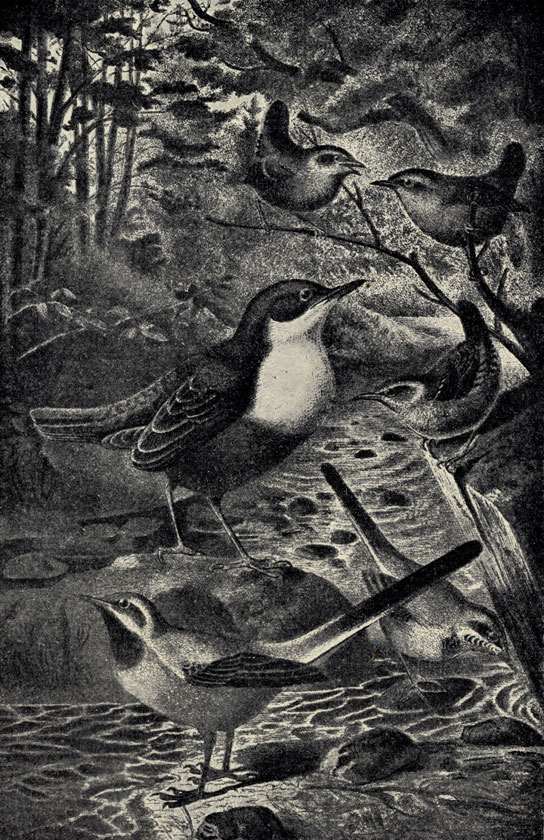 1.  (Ginclus merula). 2.  (Troglodytes parvulus). 3.   (Motacilla boarula)