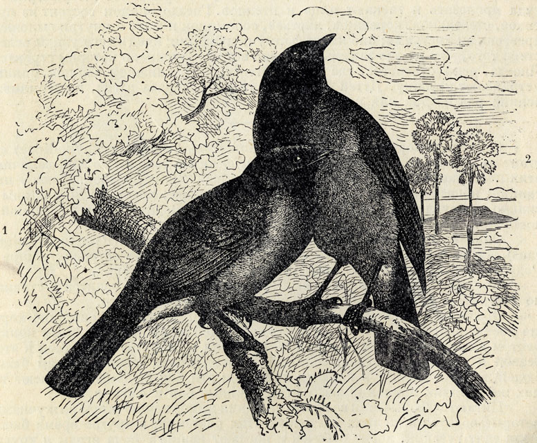 1.  - (Pycnonotus nigricans). 2.  - (Picnonotus arsinoe); 1/2 . 