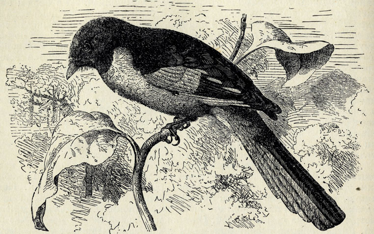   (Pericrocotus speciosus); 1/2 . 