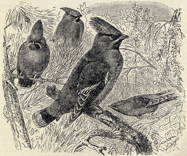   (Bombycilla garrulus); 1/2 . 